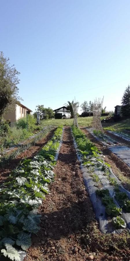 Podere Baloo Suvereto Exteriör bild
