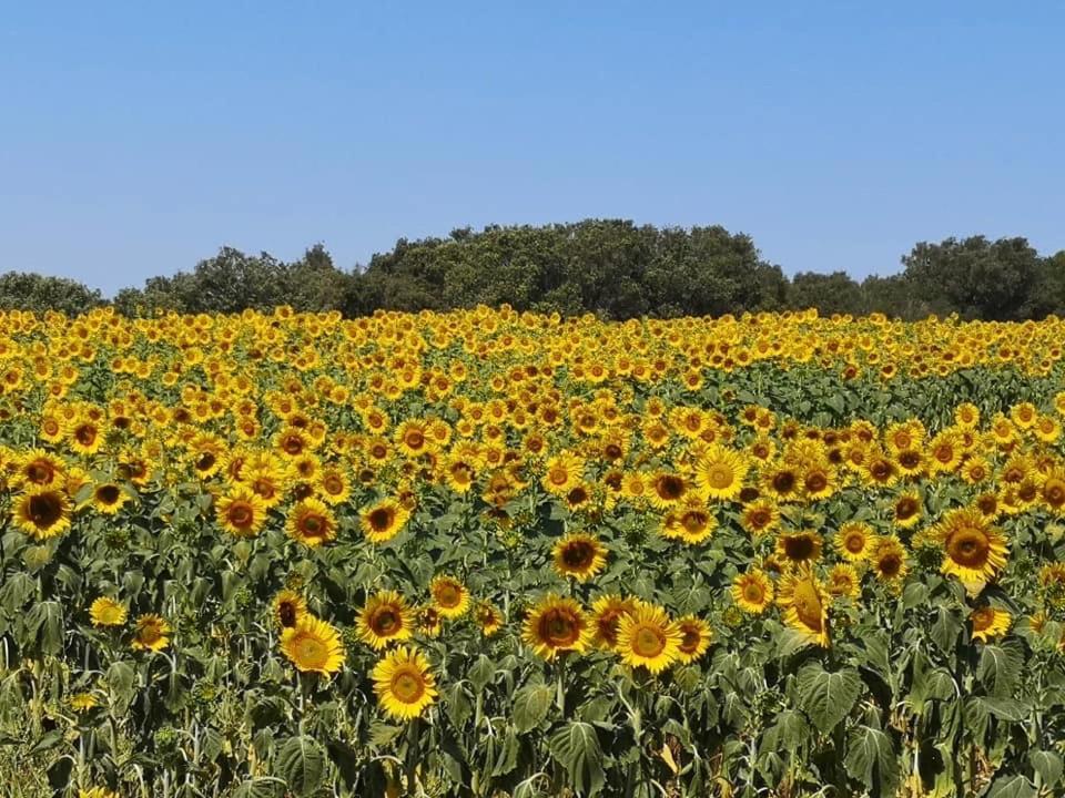 Podere Baloo Suvereto Exteriör bild