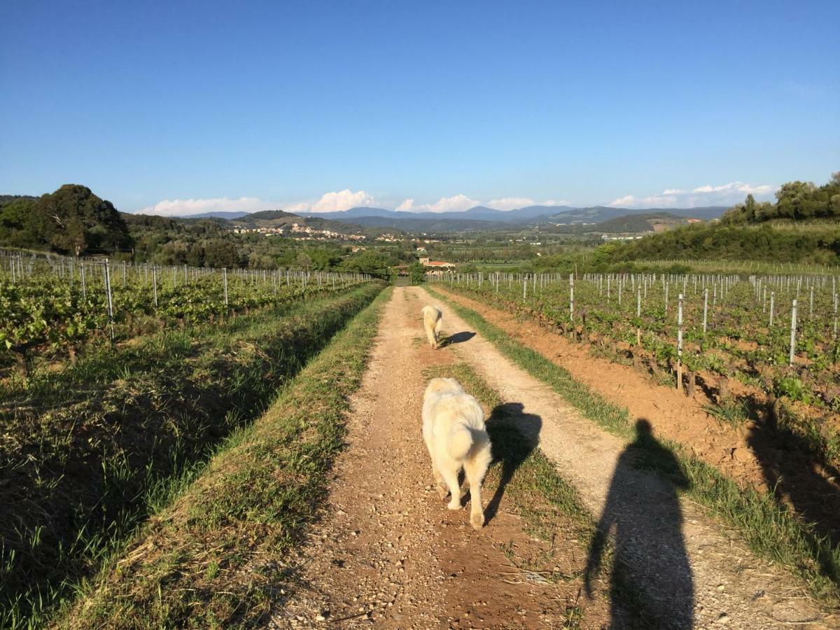 Podere Baloo Suvereto Exteriör bild